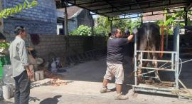Monitoring Pemkal Logandeng pelaksaan Qurban 1446 M